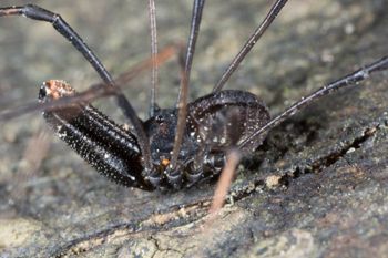 Media type: image; Invertebrate Zoology 133416